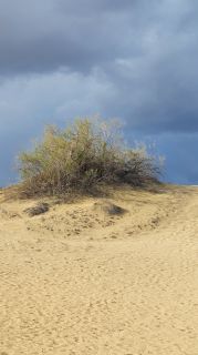 2023-GC--Mapalomas dunas-S123-091.jpg